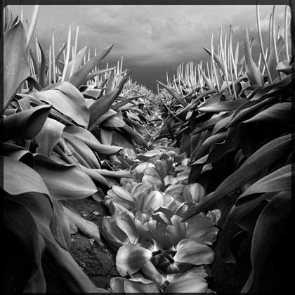 Lee_Tulips_2404_00
