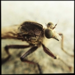 caleb_messer_hipstamatic_insect_15