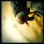caleb_messer_hipstamatic_insect_18