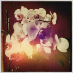 florence_therese