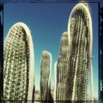 harvey_licht_portfolio_roped-cactus