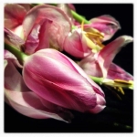 therese_cherton_portfolio_hipstamatic_fleurs_004