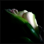 therese_cherton_portfolio_hipstamatic_fleurs_007