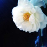 vanessa_ray_flower_17