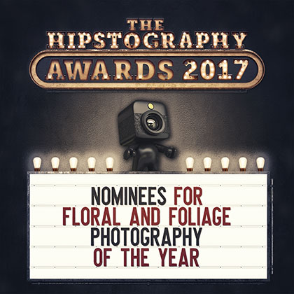 Awards-2017-Nominees-Floral-00